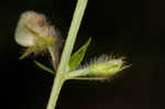 Spiked hoarypea